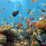 Taman Laut Bunaken Trentravel