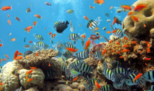 Keindahan Alam Bawah Laut di Taman Laut Bunaken