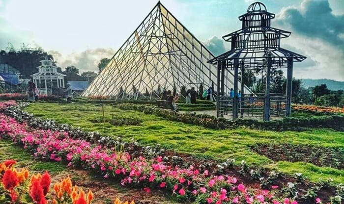 Keindahan Wisata Taman Bunga Celosia Trentravel