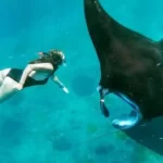 Manta Point Labuan Bajo