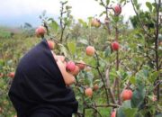 Keindahan Wisata Petik Apel di Kebun Agro Rakyat Malang