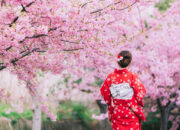 Menikmati Keindahan Taman Sakura di Kebun Raya Cibodas